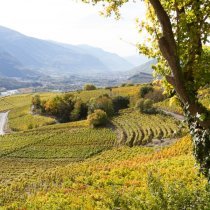 vignes_FR